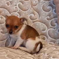 Cucciola chihuahua