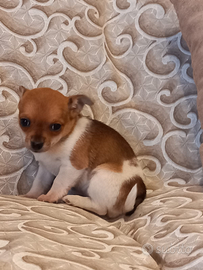 Cucciola chihuahua