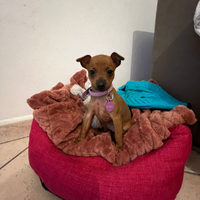 Cuccioli di Pinscher nani