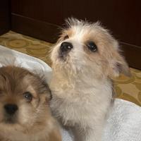 Cucciolo di cane metticio