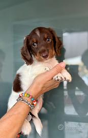Bassotto pelo lungo Piebald
