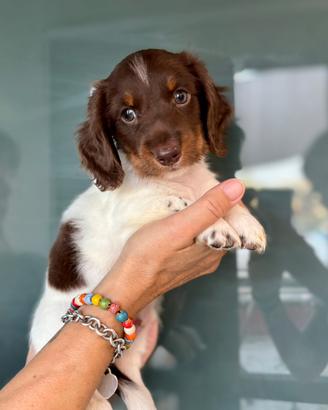 Bassotto pelo lungo Piebald