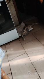Gattina piccoletta
