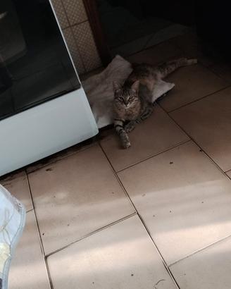 Gattina piccoletta