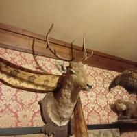 Tassidermie/ palchi/crani (35 pezzi)