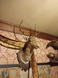 Tassidermie/ palchi/crani (35 pezzi)