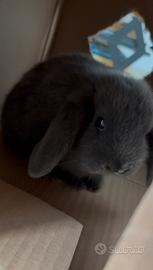 Coniglio nano ariete blu di vienna