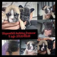 Cuccioli bulldog francese