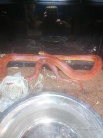Serpente del grano