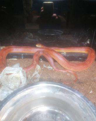 Serpente del grano