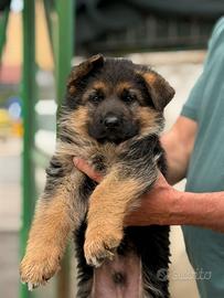 Cuccioli Pastore Tedesco