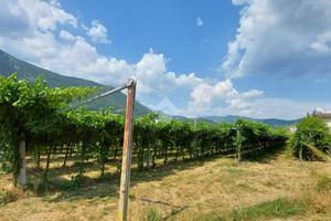 TER. AGRICOLO A CAPRINO VERONESE