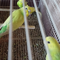 Cocorite