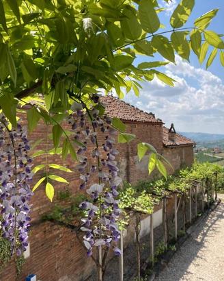 ANTICA PROPRIETA' RURALE IN LANGA