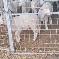Agnelle francesi da riproduzione
