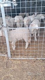 Agnelle francesi da riproduzione