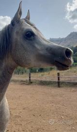 Cavallo Purosangue Arabo Anica