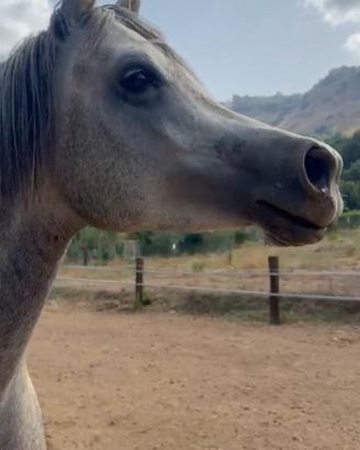 Cavallo Purosangue Arabo Anica