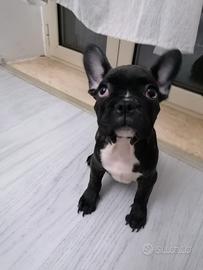 Bulldog francese