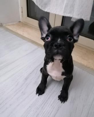 Bulldog francese