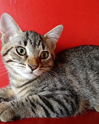Gatto - cucciolo tigrato