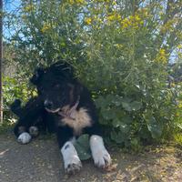 Cucciola border collie incrocio