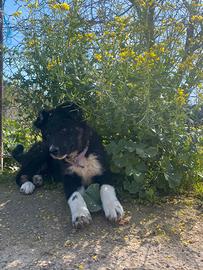 Cucciola border collie incrocio