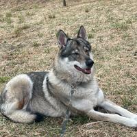 Cane lupo cecoslovacco