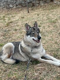 Cane lupo cecoslovacco