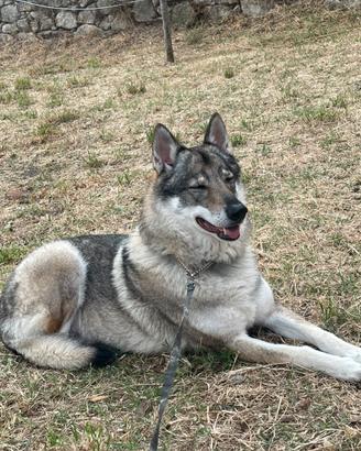 Cane lupo cecoslovacco