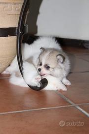 Cuccioli di Pomerania nano