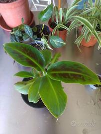 Piante grasse e da interno