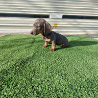 Cucciolli di bassotto color blu