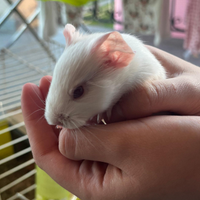 Cuccioli porcellino d'india