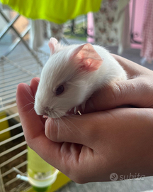 Cuccioli porcellino d'india