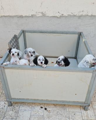 Cuccioli setter inglese