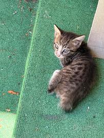 Gatte 2/3 mesi