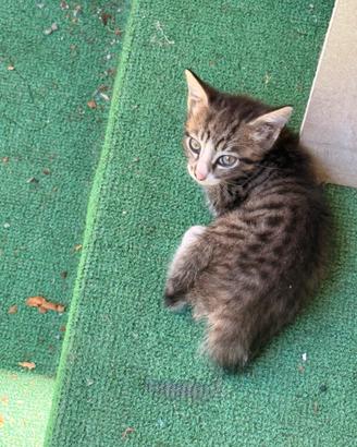 Gatte 2/3 mesi