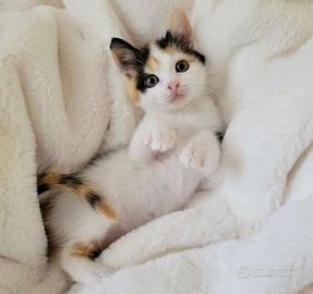 Gattini due mesi