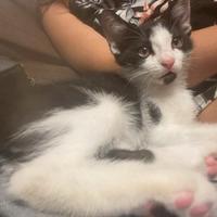 Gattino 3 mesi bianco e nero