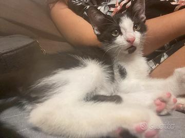 Gattino 3 mesi bianco e nero