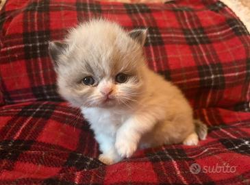 Disponibile cucciolo gatto persiano