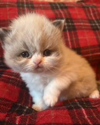 Disponibile cucciolo gatto persiano