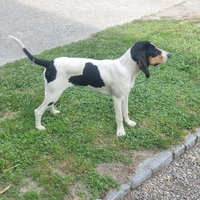 Copia maschio femmina segugio francese ariegeois