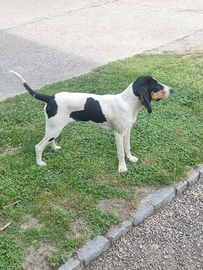 Copia maschio femmina segugio francese ariegeois