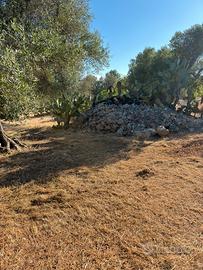 Terreno agricolo
