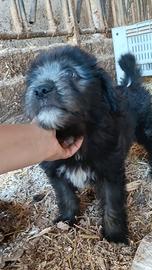Cucciolo di pura razza Pastore Bergamasco