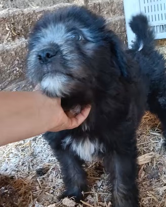 Cucciolo di pura razza Pastore Bergamasco