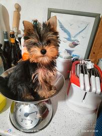 Yorkshire cucciola toy