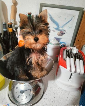 Yorkshire cucciola toy